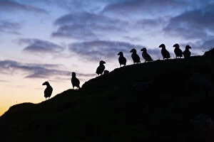 Images Dated 17th January 2022: Silhouette of several Atlantic Puffins at sunset in the island of Mykines. Faroe Islands