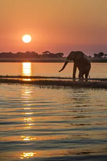 Elephant Gallery: A silhouette of an elephant along Chobe river at sunset, the river divides namibia