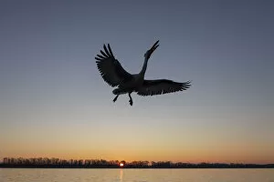 Images Dated 11th February 2020: A silhouette of a flying Dalmatian pelican on lake Kerkini at sunrise