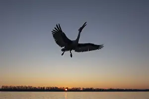 Breeding Prints: A silhouette of a flying Dalmatian pelican on lake Kerkini at sunrise