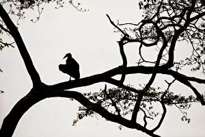 Images Dated 2nd August 2013: Silhouette of Ground Hornbill, Mikumi National Park, Tanzania