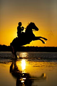 Aigues Mortes Gallery: Silhouette of Guardian with white Camargue Horse at sunset, aigue Mortes