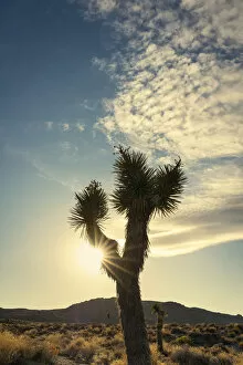 Images Dated 6th January 2020: Silhouette of Joshua tree growing in desert of Death Valley National Park during sunset