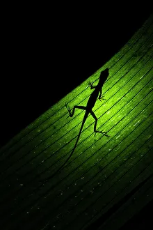 Silhouette Prints: silhouette of a lizard in Monteverde, costa rica