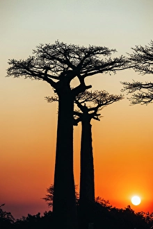 Madagascar Prints: Silhouette trees at sunset. Madagascar, Africa