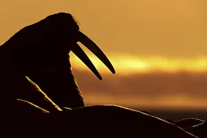Backlight Prints: Silhouette of a walrus at sunrise, Moffen island, Svalbard, Norway
