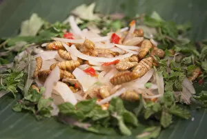 Images Dated 11th June 2014: Silkworm salad, Hoi An (UNESCO World Heritage Site), Quang Ham, Vietnam