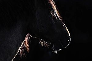 Wild Horses Prints: A silouette of a wild horse in Alberta, Canada
