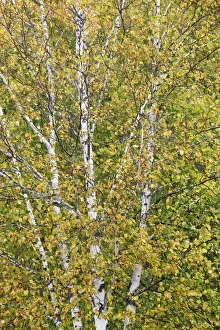 Indian Summer Prints: Silver birch in autumn colours - Canada, Ontario, Nipissing, Algonquin Provincial Park