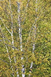 Images Dated 4th March 2021: Silver birch in autumn colours - Canada, Ontario, Nipissing, Algonquin Provincial Park