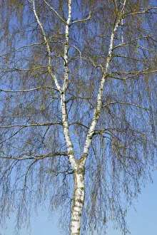 Images Dated 4th March 2021: Silver birch in bloom - Germany, Bavaria, Upper Bavaria, Dachau, Markt Indersdorf, Weichs