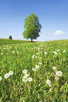 Farm Land Prints: Silver birch and dandelion clocks - Austria, Salzburg, Salzburg, Kostendorf
