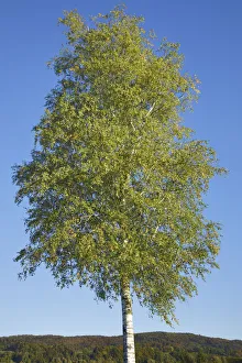 Betula Pendula Prints: Silver birch - Germany, Bavaria, Upper Bavaria, Bad Tolz-Wolfratshausen, Kochel
