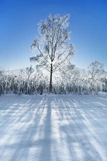 Grass Gallery: Silver birch with hoar frost in winter - Germany, Bavaria, Upper Bavaria
