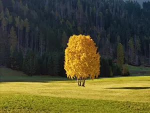 Lone Tree Prints: Silver Birch Trees in Autumn, Belluno Province, Veneto, Italy