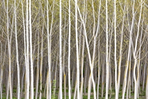 Birch Prints: Silver birch trees in early spring in the Rioja, Alava, Spain, Europe