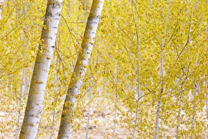Silver birch trees in early spring in the Rioja, Alava, Spain, Europe