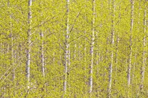 Images Dated 5th April 2017: Silver birch trees in early spring in the Rioja, Alava, Spain, Europe