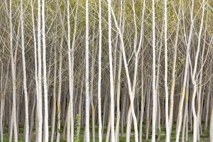 Silver birch trees in early spring in the Rioja, Alava, Spain, Europe