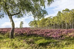 Moors Collection: Silver birches and blooming heather near Surprise View and Hathersage