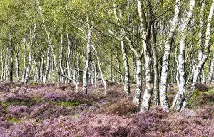 Images Dated 14th July 2021: Silver birches and blooming heather near Surprise View and Hathersage
