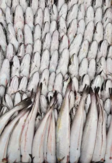 Images Dated 2nd July 2014: Silver hakes. Essaouira, Morocco
