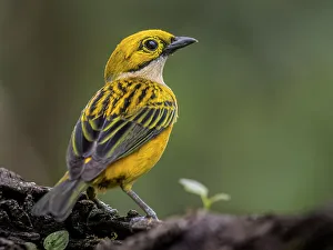 Tanager Prints: Silver-throated Tanager (Tangara icterocephala), Orotina, Costa Rica