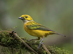 Tanager Prints: Silver-throated Tanager (Tangara icterocephala), Orotina, Costa Rica