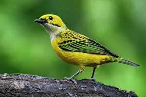 Forests Prints: Silver-throated tanager (Tangara icterocephala)