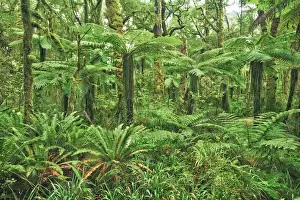 Temperate Rain Forest Prints: Silver tree fern clearing in rainforest - New Zealand, South Island, West Coast, Buller