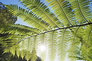 Polynesia Gallery: Silver tree fern leaf - New Zealand, North Island, Manawatu-Wanganui, Ruapehu, Waitaanga