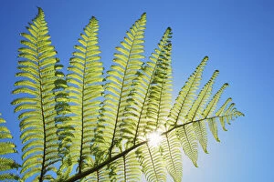 West Coast Collection: Silver tree fern leaf - New Zealand, South Island, West Coast, Buller, West Coast