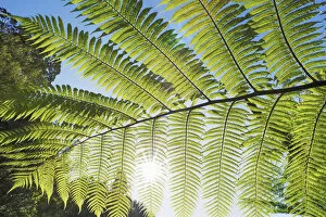 Green Gallery: Silver tree fern leaf - New Zealand, North Island, Manawatu-Wanganui, Ruapehu, Waitaanga