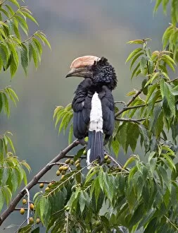 African Bird Gallery: A Silvery-cheeked Hornbill in the Western Arc of the Usambara Mountains near Lushoto