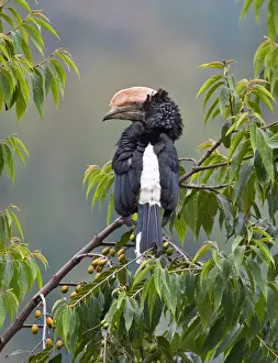 African Bird Prints: A Silvery-cheeked Hornbill in the Western Arc of the Usambara Mountains near Lushoto