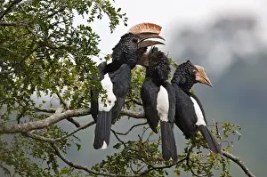 Wild Life Prints: Silvery-cheeked Hornbills in the Western Arc of the Usambara Mountains near Lushoto