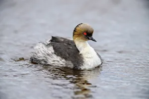 Parents Prints: Silvery grebe (Podiceps occipitalis), Sea Lion Island, East Falkland, Falkland Islands