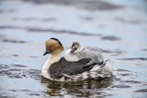 Animal Babies Prints: Silvery grebe (Podiceps occipitalis) Young riding the back of an adult