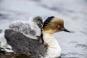 Animal Babies Prints: Silvery grebe (Podiceps occipitalis) Young riding the back of an adult