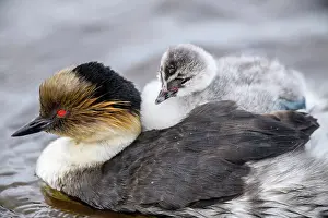 Animal Babies Prints: Silvery grebe (Podiceps occipitalis) Young riding the back of an adult