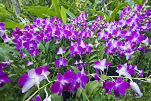 Images Dated 13th March 2012: Singapore, Botanic Gardens, Orchid Gardens