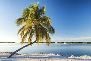 Single Palm Tree, Islamorada, Florida Keys, USA