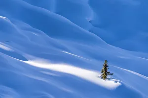 Secluded Gallery: Single Pine Tree in Winter, Banff National Park, Aberta, Canada