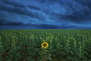 Storm Clouds Collection: Single Sunflower in Storm, Provence, France