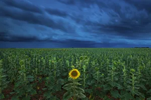 Valensole Prints: Single Sunflower in Storm, Provence, France