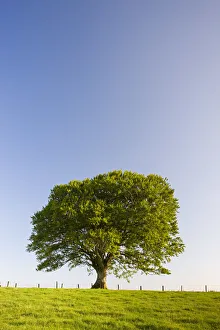 Single tree against a blue sky, Mid Devon, England. Summer (June) 2009 Single tree against a blue sky, Mid Devon, England. Summer (June) 2009