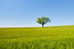 A single tree in a green wheat field. Burgos countryside, Castile and Leon, Spain