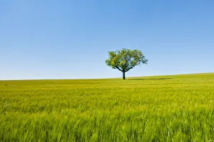 Burgos Prints: A single tree in a green wheat field. Burgos countryside, Castile and Leon, Spain