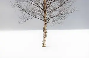 Bergsbotn Prints: Single tree in the snow, Bergsbotn, Senja, Norway