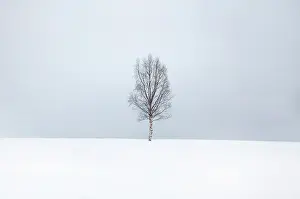 Bergsbotn Prints: Single tree in the snow, Bergsbotn, Senja, Norway